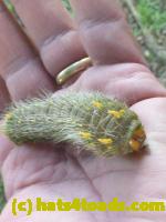 /home//u458753944/public_html/sourcegallery//Insects and small critters/butterflies and moths (Lepidoptera)/P1100280.JPG